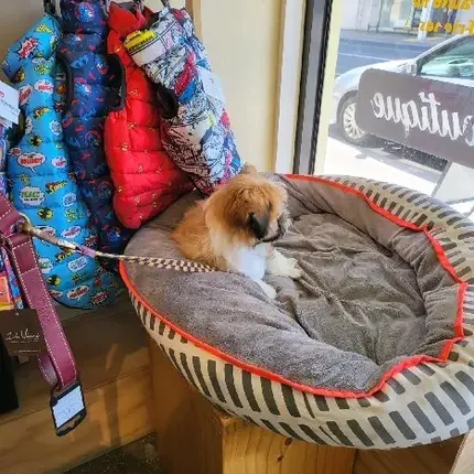 A freshly groomed dog resting in a display bed in the Pawsome Place boutique window on Malvern Road, with winter coats hanging beside it
